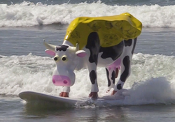 Adventure Cow surfing at Pismo Beach